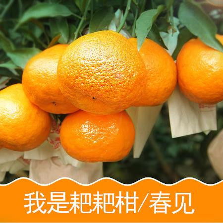 耙耙柑與丑橘 探秘四川蒲江冬春季的味蕾驚喜